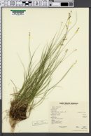 Carex interior image