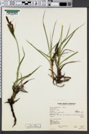 Carex nebraskensis image