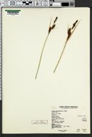 Carex nebraskensis image