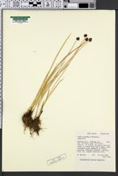Carex neurophora image