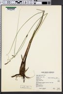 Image of Carex lasiocarpa