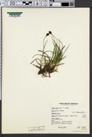 Carex nigricans image