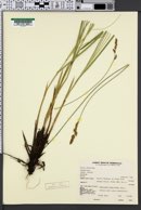 Carex obovoidea image
