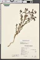 Cordylanthus capitatus image