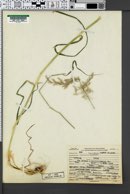 Calamagrostis canadensis var. scabra image