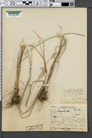 Calamagrostis densa image