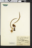 Allium pleianthum image