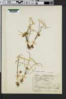Allium fibrillum image