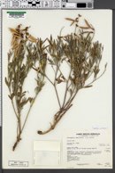 Astragalus hamiltonii image