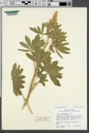 Lupinus leucophyllus var. leucophyllus image