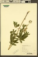 Lupinus argenteus var. boreus image