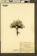 Astragalus purshii var. tinctus image