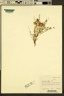 Astragalus preussii image