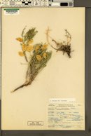 Astragalus whitneyi var. sonneanus image