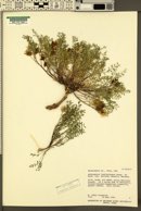 Astragalus lentiginosus var. salinus image