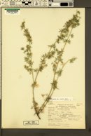 Astragalus kentrophyta var. elatus image