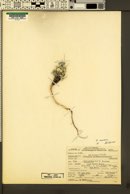 Astragalus marianus image