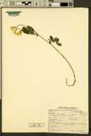Lathyrus nevadensis subsp. cusickii image