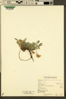 Astragalus argophyllus var. martinii image