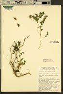 Astragalus amnis-amissi image