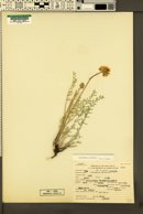 Astragalus arthurii image