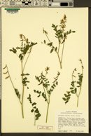 Astragalus paysonii image