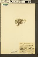Astragalus platytropis image