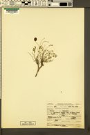 Astragalus platytropis image
