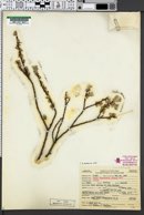 Salix brachycarpa var. sansonii image