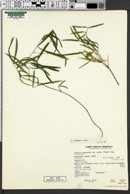 Lathyrus bijugatus image