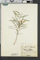 Lathyrus bijugatus image
