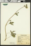 Potentilla gracilis var. flabelliformis image