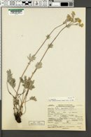 Potentilla gracilis var. flabelliformis image
