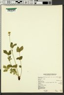 Drymocallis arizonica image