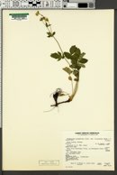 Potentilla glandulosa subsp. glabrata image