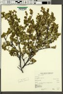 Salix lucida subsp. caudata image