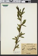 Salix lucida subsp. lasiandra image
