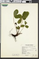 Fragaria virginiana subsp. platypetala image