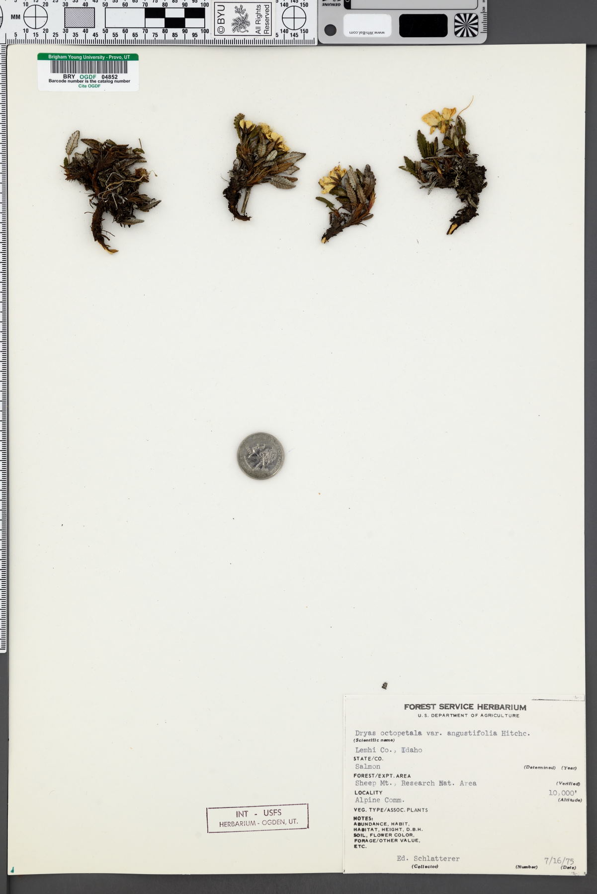 Dryas octopetala var. angustifolia image