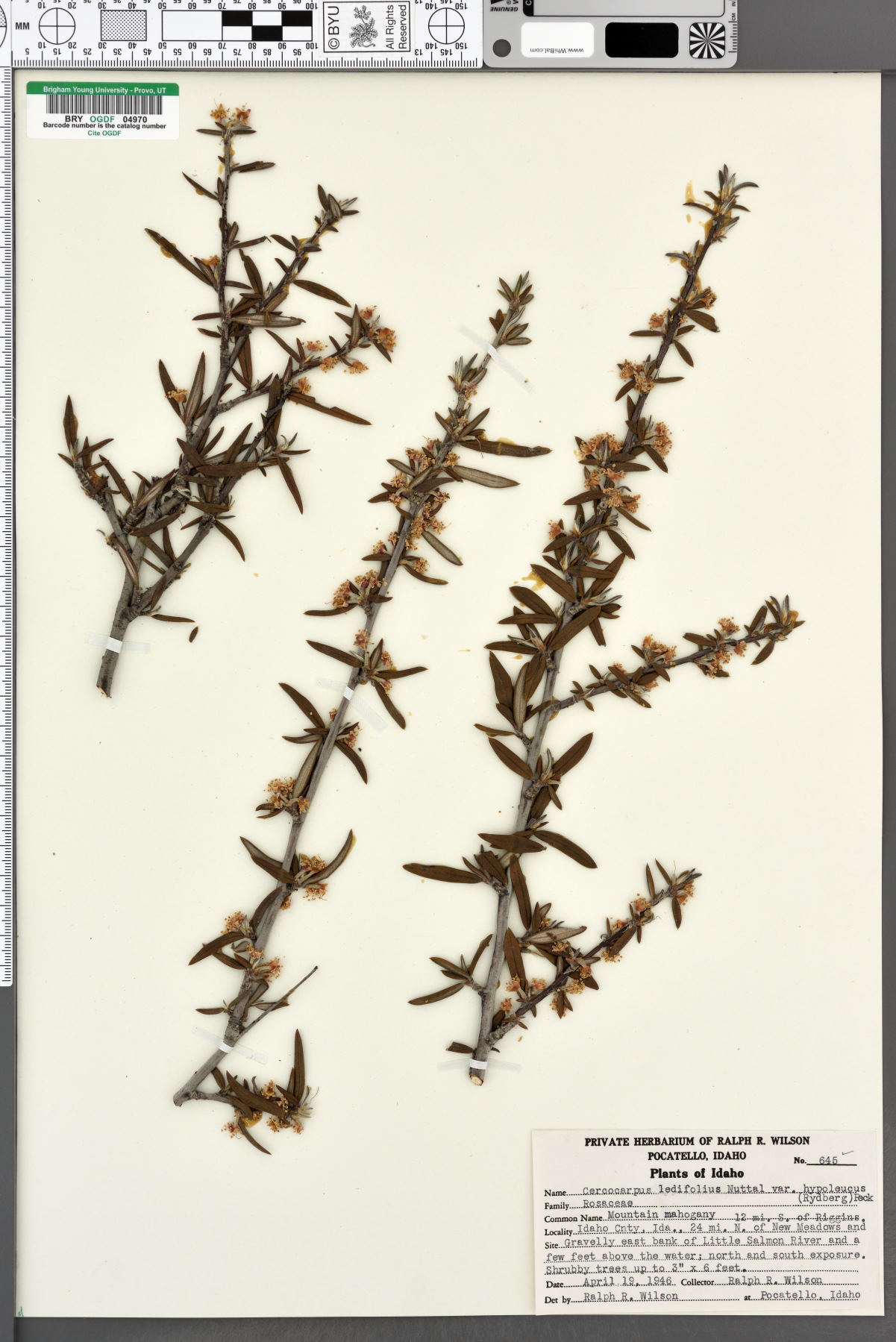 Cercocarpus ledifolius var. hypoleucus image