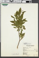 Salix myrtillifolia image