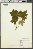Acer grandidentatum image