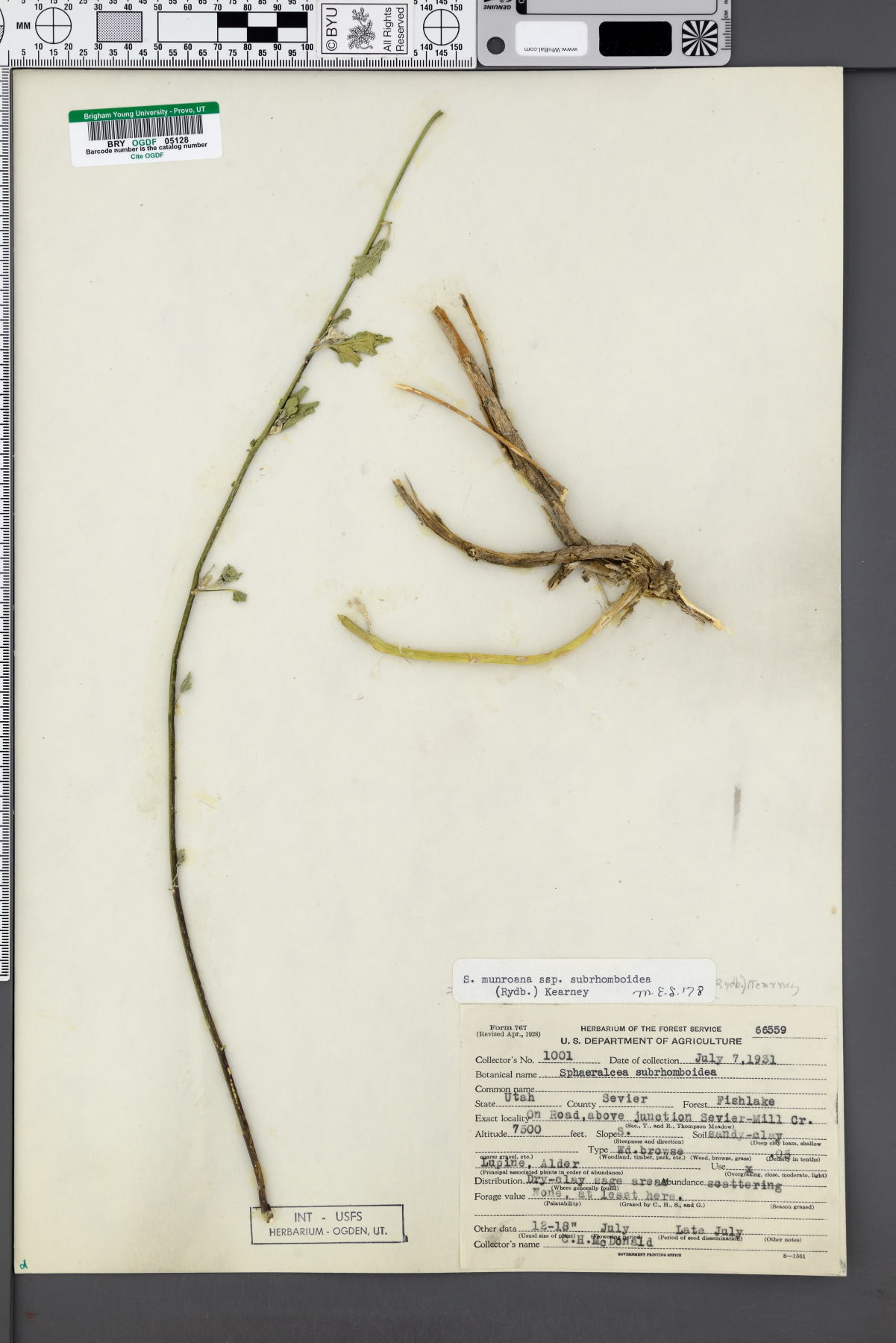 Sphaeralcea munroana subsp. subrhomboidea image