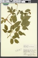 Rubus idaeus subsp. strigosus image