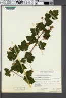 Rubus bartonianus image
