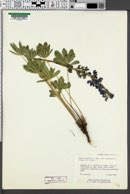 Lupinus wyethii var. prunophilus image