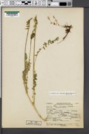 Oxytropis deflexa var. foliolosa image