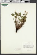Geranium atropurpureum image