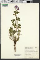 Geranium atropurpureum image