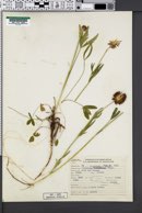 Image of Trifolium douglasii